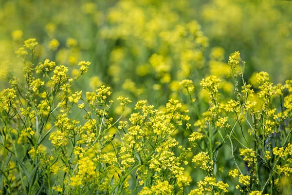 Close up de colza flores amarelas com fundo embaçado. Dia ensolarado de verão. Espaço de cópia . — Fotografia de Stock