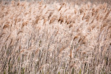 Kıyı Gölü. Kıyı bitkiler, doku, Reed, desen. Kahverengi renk.