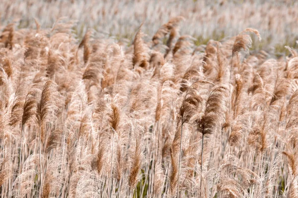 Lake Shore. Coastal plants, texture, reed, pattern. Brown color. — Stock Photo, Image