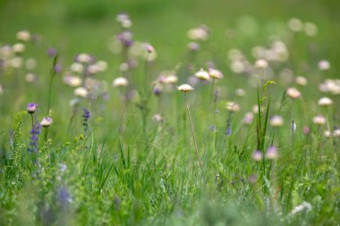 Yaz güneşli gün vahşi çiçekler. Yeşil arka plan. Boşluk Kopyala. 