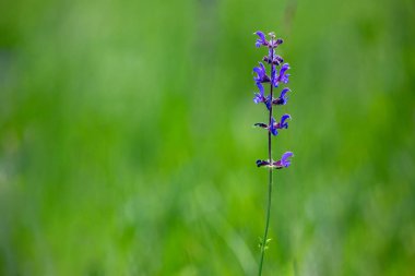 Yazın güneşli bir günde yabani çiçekler. Yeşil arka plan. Yaz havası.