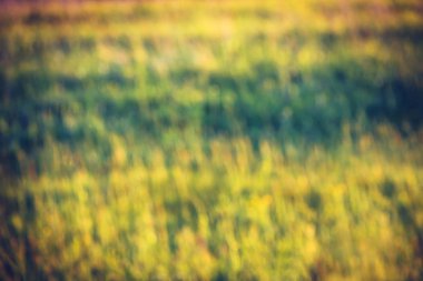 Bulanık çim arka plan. Sarı, yeşil, kahverengi renkler. Parlak su