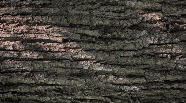 ağaç kabuğu dokusu. Close. Kahverengi arka plan. Ahşap endüstrisi. 