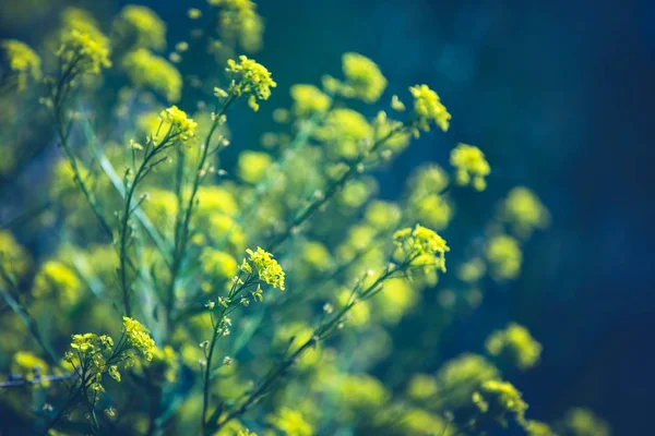 Κοντινό πλαίσιο των κίτρινων λουλουδιών αγριοκράμβης με θολή φόντο. Καλοκαιρινή ηλιόλουστη μέρα. — Φωτογραφία Αρχείου