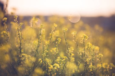 Colza tarlada çiçek açar. Yaz güneşli bir gün. Bulanık arka plan