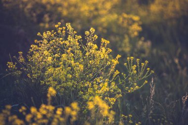 Koyu bir arka plan üzerinde Colza çiçekler. Yaz güneşli bir gün. Kopyalama alanı