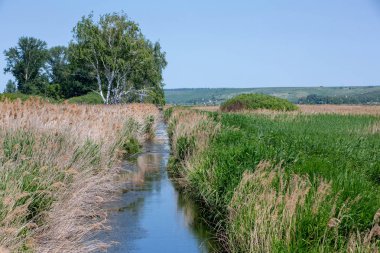 Güneşli bir yaz günü. Sazlıkların arasında küçük bir nehir. Ba Tepeler