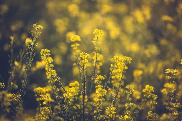 Colza flores no campo. Dia ensolarado de verão. Fundo borrado com bokeh. Espaço de cópia . — Fotografia de Stock