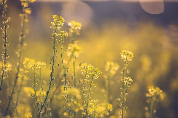 Colza flores no campo. Dia ensolarado de verão. Fundo borrado com bokeh. Espaço de cópia . — Fotografia de Stock