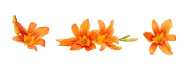 Beyaz izole arka plan üzerinde turuncu daylily çeşitli renkler. Dekorasyon için dekoratif öğeler.