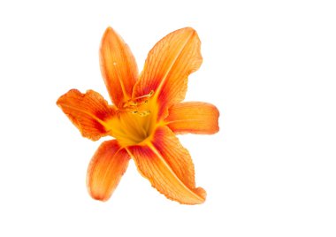 Beyaz izole arka plan üzerinde turuncu bir daylily çiçekleri. Dekoratif eşyalar. Güzel çiçekler.