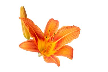 Beyaz izole arka plan üzerinde turuncu bir daylily çiçekleri. Dekoratif eşyalar. Güzel çiçekler.