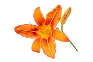Beyaz izole arka plan üzerinde turuncu bir daylily çiçekleri. Dekoratif eşyalar