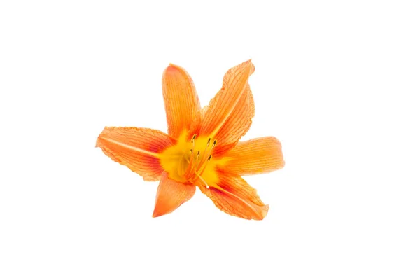 Bloemen van een oranje Daglelies op een witte geïsoleerde achtergrond. Decoratieve voorwerpen. Mooie bloemen. — Stockfoto