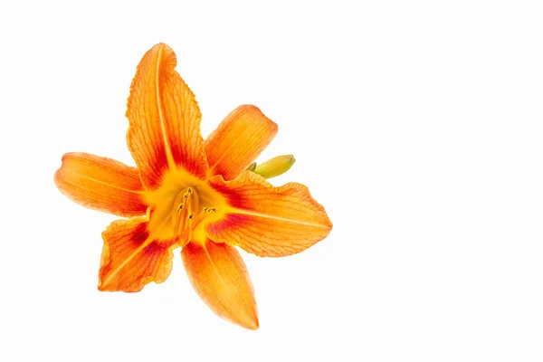 Bloemen van een oranje Daglelies op een witte geïsoleerde achtergrond. Kopieer ruimte. Decoratieve voorwerpen. — Stockfoto