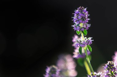 Çiçek açan kekik. Arka ışıkta çiçekler. Koyu renkli bir arka plandaki menekşe çiçekleri. Tıbbi bitki. 