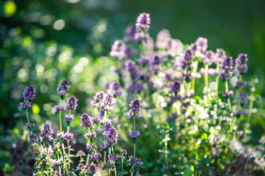 Çiçek açan kekik. Arka ışıkta çiçekler. Yeşil arka planda mor çiçekler. Tıbbi bitki.  