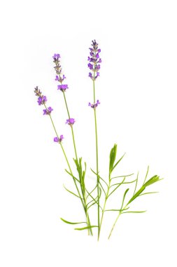 Beyaz izole arka plan üzerinde lavanta. Şifalı bitkiler. 