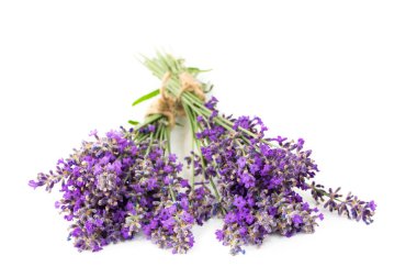 Beyaz izole bir arka plan üzerinde lavanta buketleri. Şifalı bitkiler. Yaz ruh hali