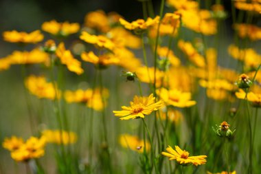 Coreopsis çim bir yaz güneşli bir günde çiçek. Yıllık bitkiler. Parlak resim. Bahçe için iddiasız çiçekler