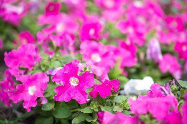 Çim parlak güneşli bir günde Petunia çiçekleri. Yaz havası. Bahçe veya park dekorasyonu. 