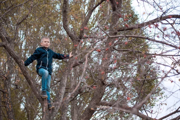Мальчик на дереве. Осеннее дерево с ягодами и летящими листьями. Детские игры . — стоковое фото