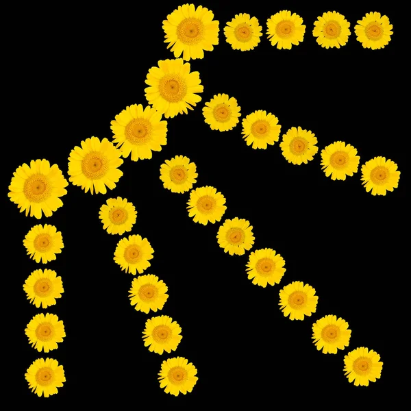 Disegno del sole da fiori gialli su uno sfondo nero. Crisantemo giallo. Modo estivo . — Foto Stock