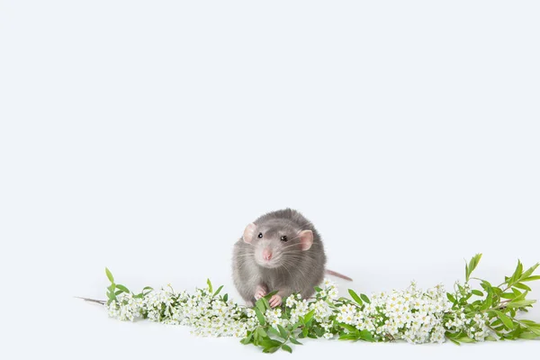 Rato bonito em um fundo isolado branco. Perto do vaso com ramos de spirea. O símbolo de 2020. Bonito animal de estimação. Espaço de cópia . — Fotografia de Stock