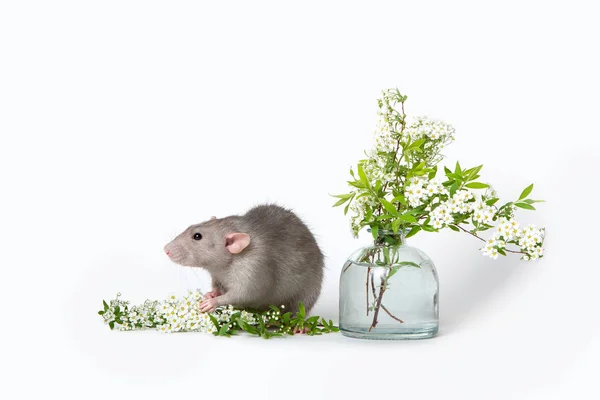 Cute rat on a white isolated background. Near vase with spirea branches. The symbol of 2020. Summer mood. Cute pet. — Stock Photo, Image