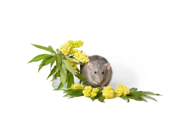 Söt råtta på en vit isolerad bakgrund. Nära delikat vildblommor. Symbolen för 2020. Söta husdjur. — Stockfoto