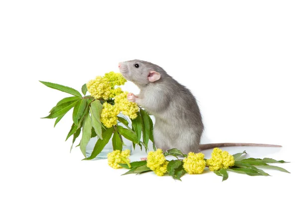 Söt råtta på en vit isolerad bakgrund. Nära delikat vildblommor. Symbolen för 2020. Söta husdjur. — Stockfoto