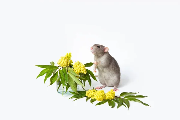 Linda rata se para en sus patas traseras sobre un fondo blanco aislado. Cerca en un jarrón hay flores amarillas. Símbolo de 2020. Hermosa mascota . —  Fotos de Stock