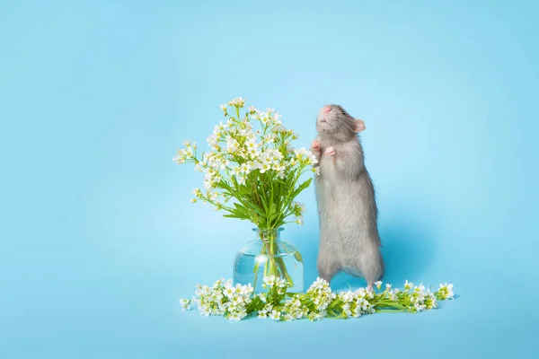 Una rata linda se para en sus patas traseras junto a delicadas flores silvestres sobre un fondo azul. Símbolo de 2020. Linda tarjeta de felicitación para mascotas con animal . — Foto de Stock