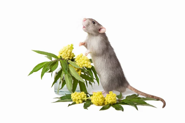 Cute rat stands on its hind legs on a white isolated background. Nearby in a vase are yellow flowers. Symbol of 2020. Lovely pet. — Stock Photo, Image