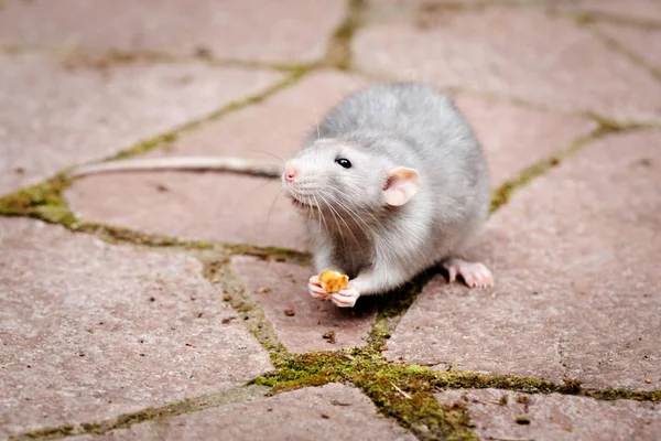 Dekoracyjny szczur Dumbo. W łapach szczura kawałek jedzenia. Zwierzę. — Zdjęcie stockowe