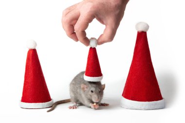 Beyaz bir arka plan izole üzerinde santa şapkalar arasında dekoratif dumbo sıçan. Erkek eli Noel Baba şapkalarını fareye koyar. Fare yılı. Çin Yeni Yılı. 