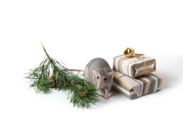 Una encantadora rata dambo junto a una rama de pino y conos sobre un fondo blanco aislado. Linda mascota. Tarjeta de Año Nuevo. Símbolo de 2020 . —  Fotos de Stock