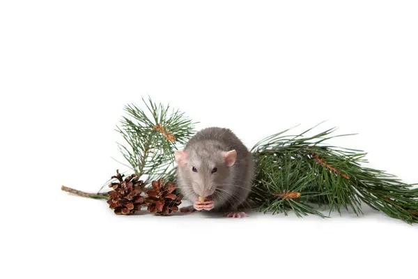 Un charmant rat dambo à côté d'une branche de pin et des cônes sur un fond blanc isolé. Charmant animal. Carte du Nouvel An. Symbole de 2020 . — Photo