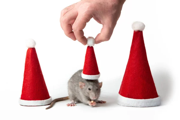 Rat dumbo décoratif entre chapeaux de Père Noël sur un fond blanc isolé. La main masculine met le bonnet du Père Noël sur le rat. Année du rat. Nouvel An chinois . — Photo