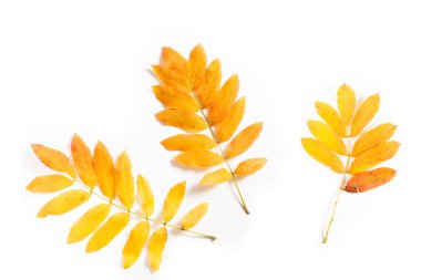 Beyaz izole arka planda parlak sarı rowan yaprakları. 