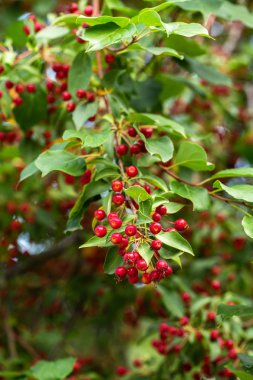 Yeşil yaprakları bir arka plan üzerinde Meyve. Elma ağaçlarını hasat edin. Ağustos.