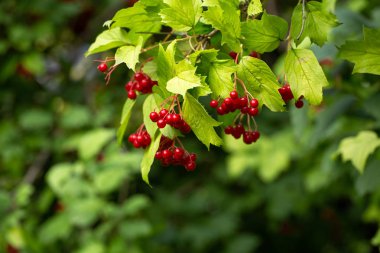  Parlak kırmızı meyveler. Yeşil yaprakların arka planında bir sürü viburnum. Ağustos. 