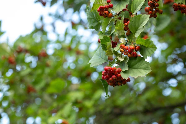 Hawthorn berries on a background of green foliage. August. Bright red berries. Bokeh in the background.