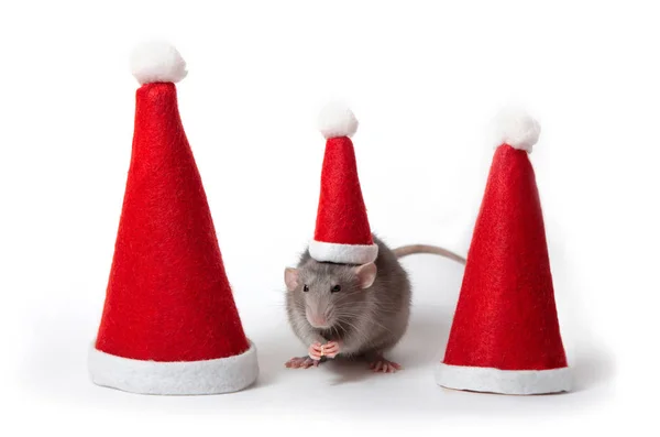 Rata dumbo decorativa entre sombreros de santa sobre un fondo blanco aislado. Año de la rata. Año Nuevo Chino. Encantadora mascota . —  Fotos de Stock