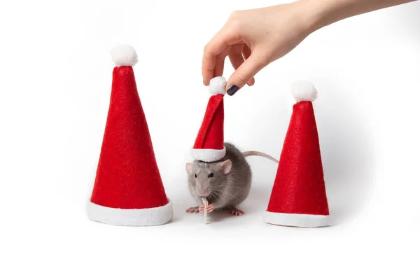 Decorativa rata dumbo entre sombreros de santa sobre un fondo blanco isisolated. La mano femenina le pone un sombrero de Santa Claus a una rata. Año de la rata. Año Nuevo Chino. Encantadora mascota . —  Fotos de Stock
