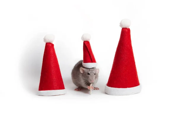 Decorativa rata dumbo entre sombreros de santa sobre un fondo blanco isisolated. Año de la rata. Año Nuevo Chino. Encantadora mascota . —  Fotos de Stock