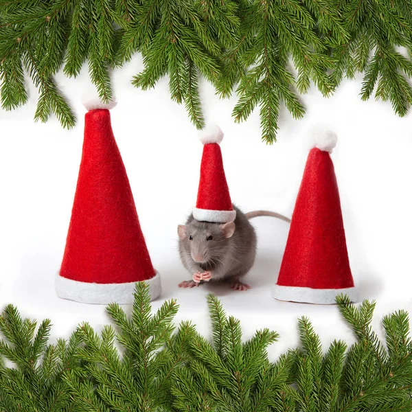 Le rat dumbo décoratif entre les chapeaux de Père Noël sur un fond blanc est isolé. Année du rat. Charmant animal. Cadre de branches d'épinette. Nouvel An chinois . — Photo