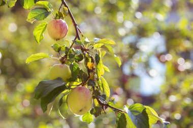 Elmalar bir dalda. Yeni mahsul. Bokeh ile bulanık arka plan. Sonbahar güneşli gün.