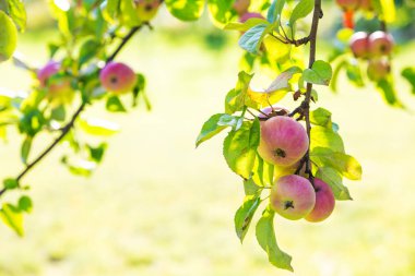 Elmalar bir dalda. Yeni mahsul. Bokeh ile bulanık arka plan. Sonbahar günü.