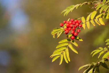 Bokeh ile bulanık bir arka plan rowan şube. Sonbaharın başında. Güneşli sonbahar günü. 